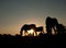 Silhouettes of three grazing horses