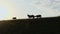 Silhouettes of three horses against a sunset background. High mountain pasture. The concept of pets in the wild