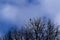 Silhouettes of tree branches and a lone Raven against the blue sky and dense clouds. A mystical landscape. Soft focus