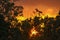 Silhouettes of trees against the backdrop of a golden September sunset