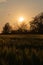 Silhouettes of trees and bushes behind a rye field against an hazy evening sky.