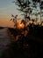 Silhouettes of Trees Embrace the Sunrise