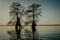 Silhouettes of trees in Great Dismal Swamp. Virginia, United States.