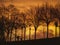 Silhouettes of the trees and lamps of the park