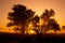 Silhouettes of trees in orange sunrise backlit .