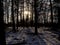 Silhouettes of trees in a winter spruce forest with snow on the floor against a settig sun