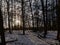 Silhouettes of trees in a winter spruce forest with snow on the floor against a settig sun