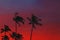 Silhouettes of tropic palms against the sky on sunset or sunrise