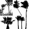 Silhouettes of tropical palm trees on the isolated background