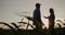 Silhouettes of two farmers in a field of corn. Communicate, use a tablet