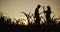 Silhouettes of two farmers in a field of corn. They study the root and foliage of the plant