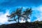 Silhouettes of two lonely windswept mountain pine trees against a blue sky on a hill