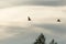 Silhouettes of two ruff birds flying