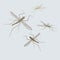 Silhouettes of vector mosquito