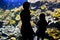 Silhouettes of visitors in aquarium