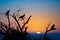 Silhouettes of vultures in a tree at sunset