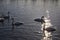 Silhouettes of white swans under sunset light