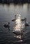 Silhouettes of white swans under sunset light