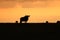 Silhouettes of wildebeests in the african savannah.