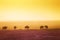 The silhouettes of wildebeests over sunset savanna