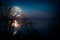 Silhouettes of woods and beautiful moonrise, bright full moon would make a great picture. Outdoors.