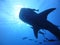 The Silhouetteâ€‹ whaleâ€‹ whale shark under the deep sea