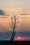 Silhouetts of storks on burnt tree waiting night