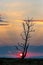 Silhouetts of storks on burnt tree waiting night