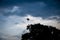 Silhoute of a brown pelican landing on a tree - Panama City, Panama