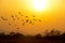 Silhoutte of  Flock of birds flying early in the morning on the background of the rising sun