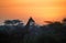 Silhoutte of Giraffe in a vibrant early morning african landscape at the foot of a volcano Kilimanjaro, Amboseli national park,