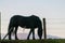 Silhoutte of a Horse