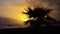 Silhoutte palm tree against a sunset backdrop