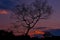 Silhoutte  of tree with sunset scene
