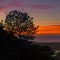 Silhoutted trees at sunset near San Elijo Lagoon