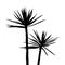 Silhuette Palm on the white background