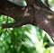 Silhyouette of a hummingbird on a branch