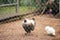 A silk chicken rooster in a coop behind a metallic fence