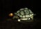 Silk covered giant tortoise animal lantern at night at the Dallas Zoo in Texas.