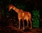 Silk covered giraffe animal lantern at night at the Dallas Zoo in Texas.