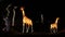 Silk covered giraffe animal lantern at night at the Dallas Zoo in Texas.