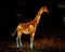 Silk covered giraffe animal lantern at night at the Dallas Zoo in Texas.