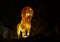 Silk covered roaring lion animal lantern at night at the Dallas Zoo in Texas.