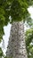 Silk floss tree