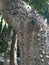 Silk Floss Tree