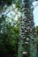 Silk Floss Tree