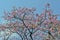 Silk floss tree in bloom under blue sky