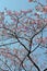 Silk floss tree in bloom under blue sky