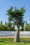 Silk Floss Tree Chorisia speciosa or Ceiba speciosa with interesting spiked trunk in public city park Krasnodar
