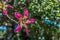 Silk floss tree flower in Buenos Aires, Argentina